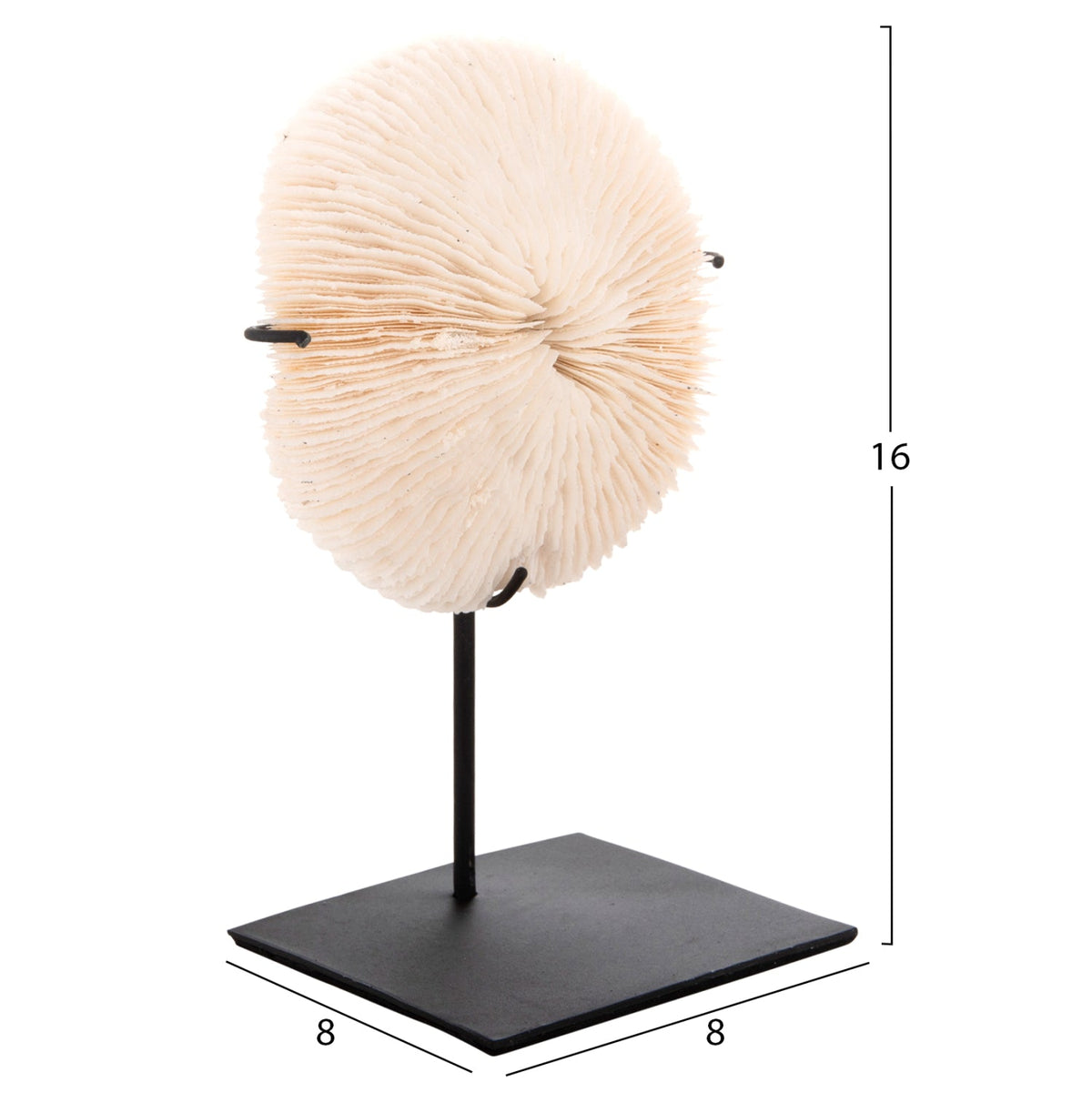 Decorațiune RISTO din coral natural bej pe suport metalic negru, 8 x 8 x 16 cm