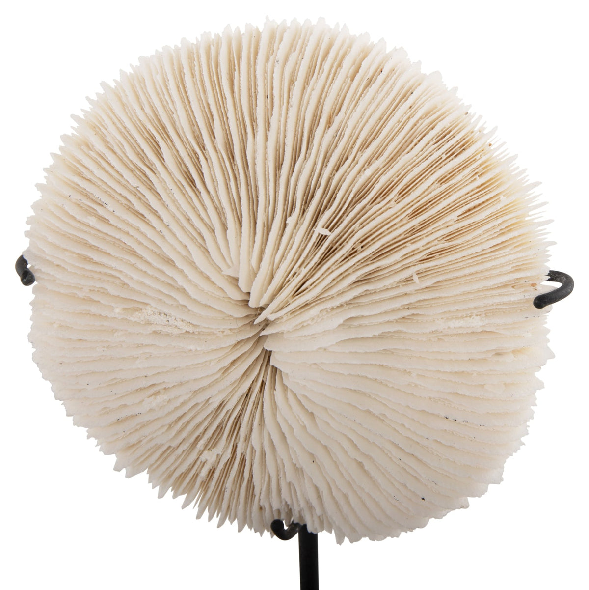 Decorațiune RISTO din coral natural bej pe suport metalic negru, 8 x 8 x 16 cm