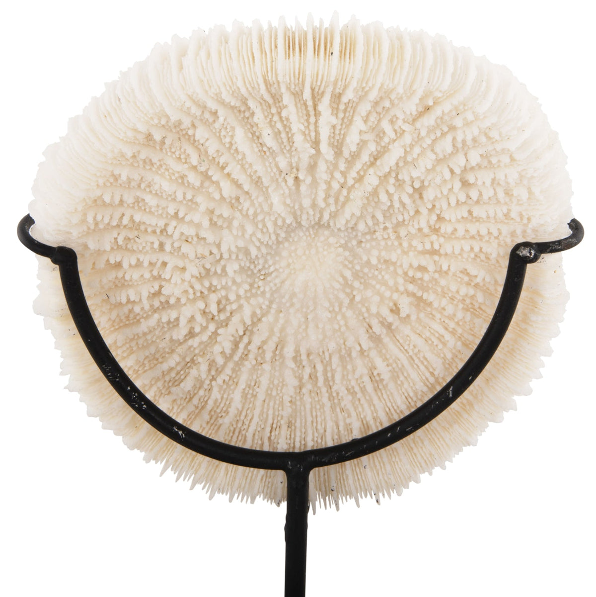 Decorațiune RISTO din coral natural bej pe suport metalic negru, 8 x 8 x 16 cm