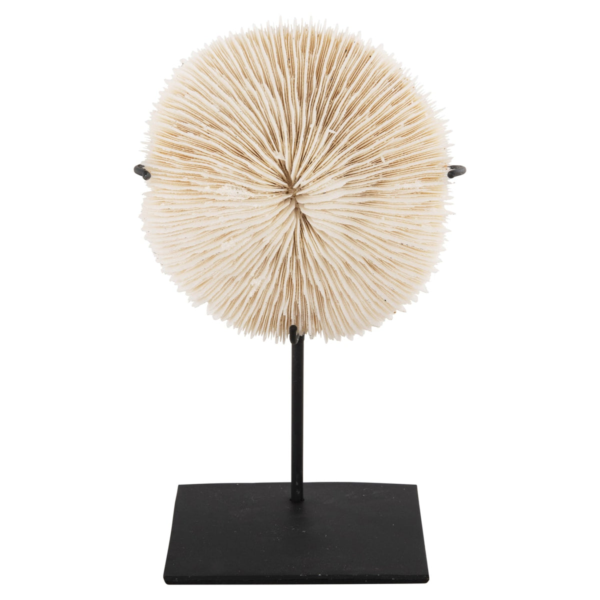 Decorațiune RISTO din coral natural bej pe suport metalic negru, 8 x 8 x 16 cm