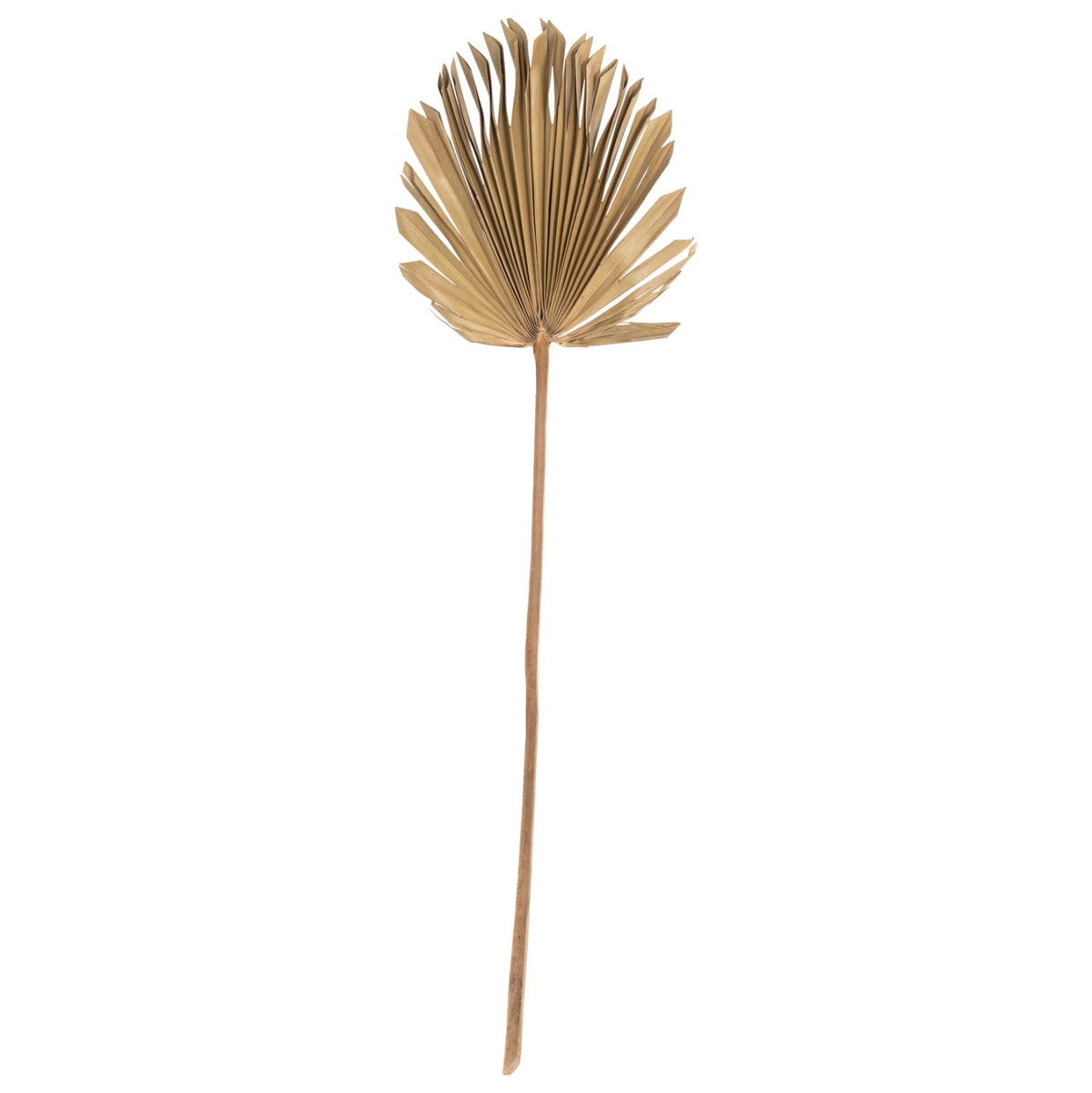 Frunză uscată HOLAS PALM, palmier evantai, culoare lemn, 30 x 102 x 3 cm