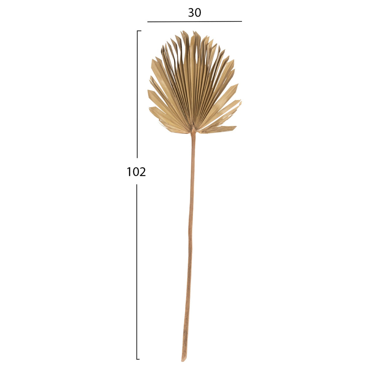 Frunză uscată HOLAS PALM, palmier evantai, culoare lemn, 30 x 102 x 3 cm