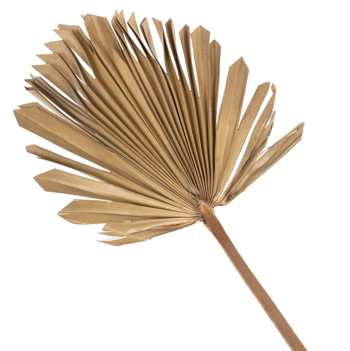 Frunză uscată HOLAS PALM, palmier evantai, culoare lemn, 30 x 102 x 3 cm