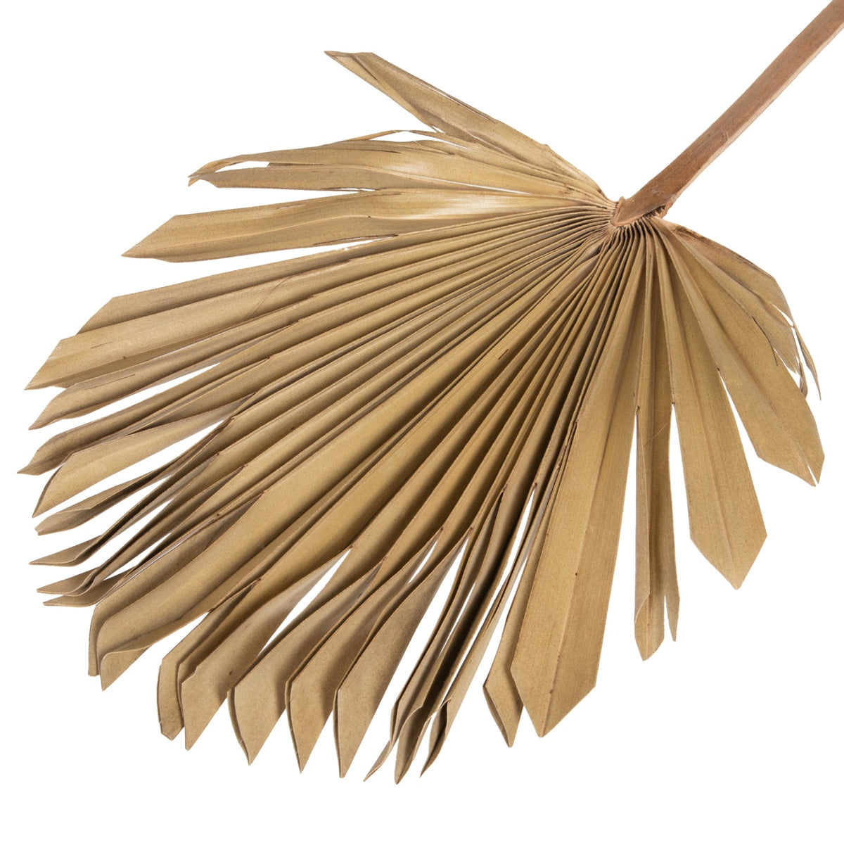 Frunză uscată HOLAS PALM, palmier evantai, culoare lemn, 30 x 102 x 3 cm
