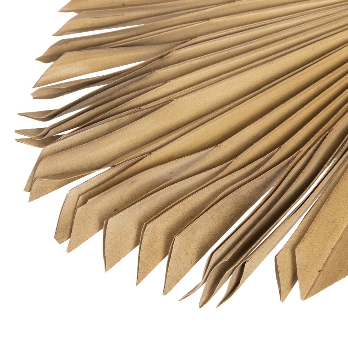 Frunză uscată HOLAS PALM, palmier evantai, culoare lemn, 30 x 102 x 3 cm