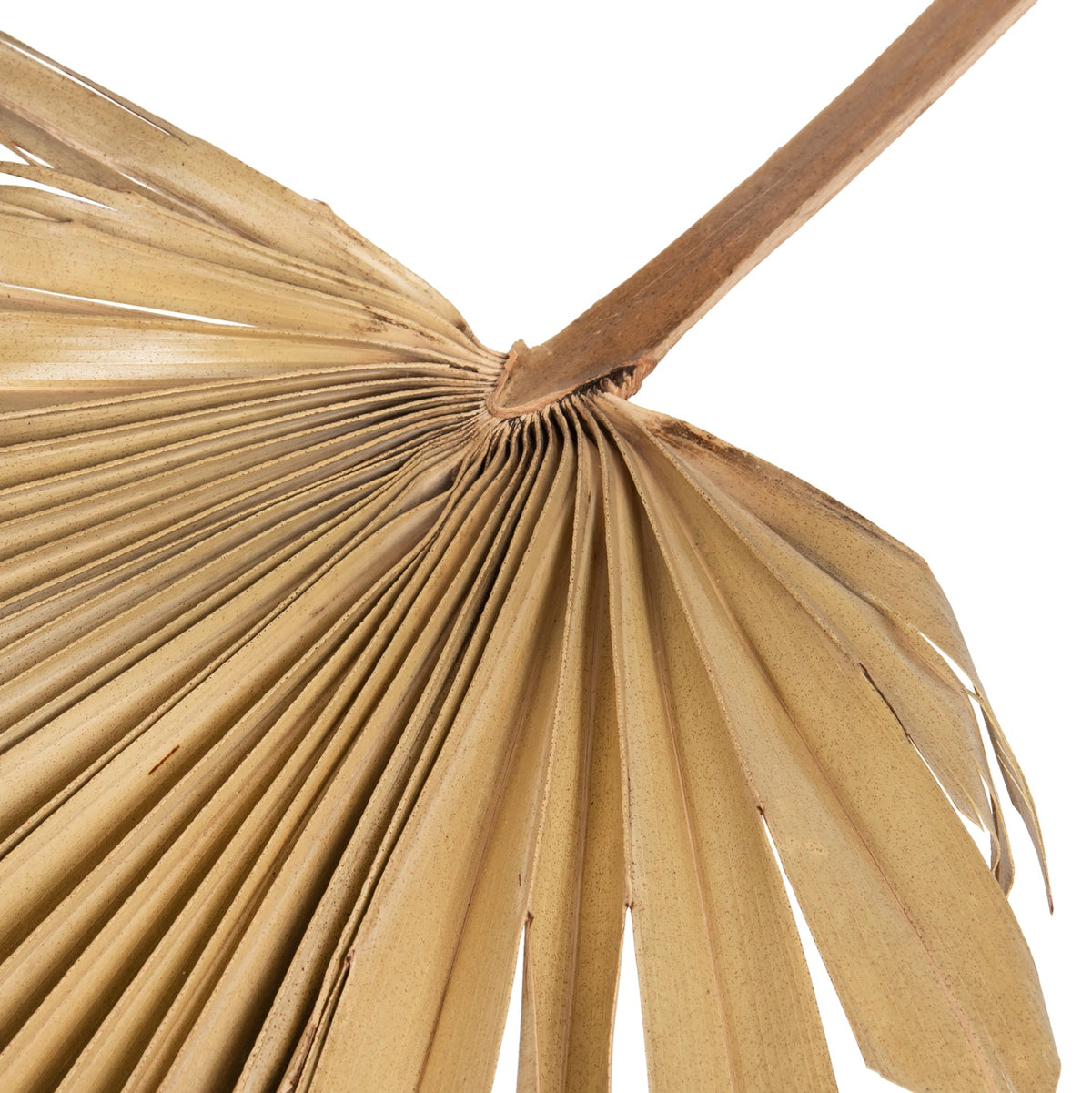 Frunză uscată HOLAS PALM, palmier evantai, culoare lemn, 30 x 102 x 3 cm