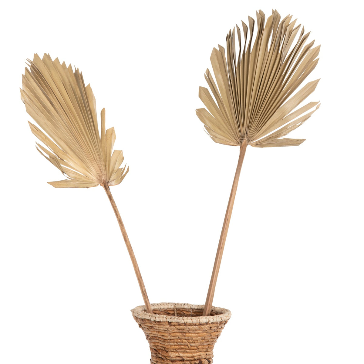 Frunză uscată HOLAS PALM, palmier evantai, culoare lemn, 30 x 102 x 3 cm