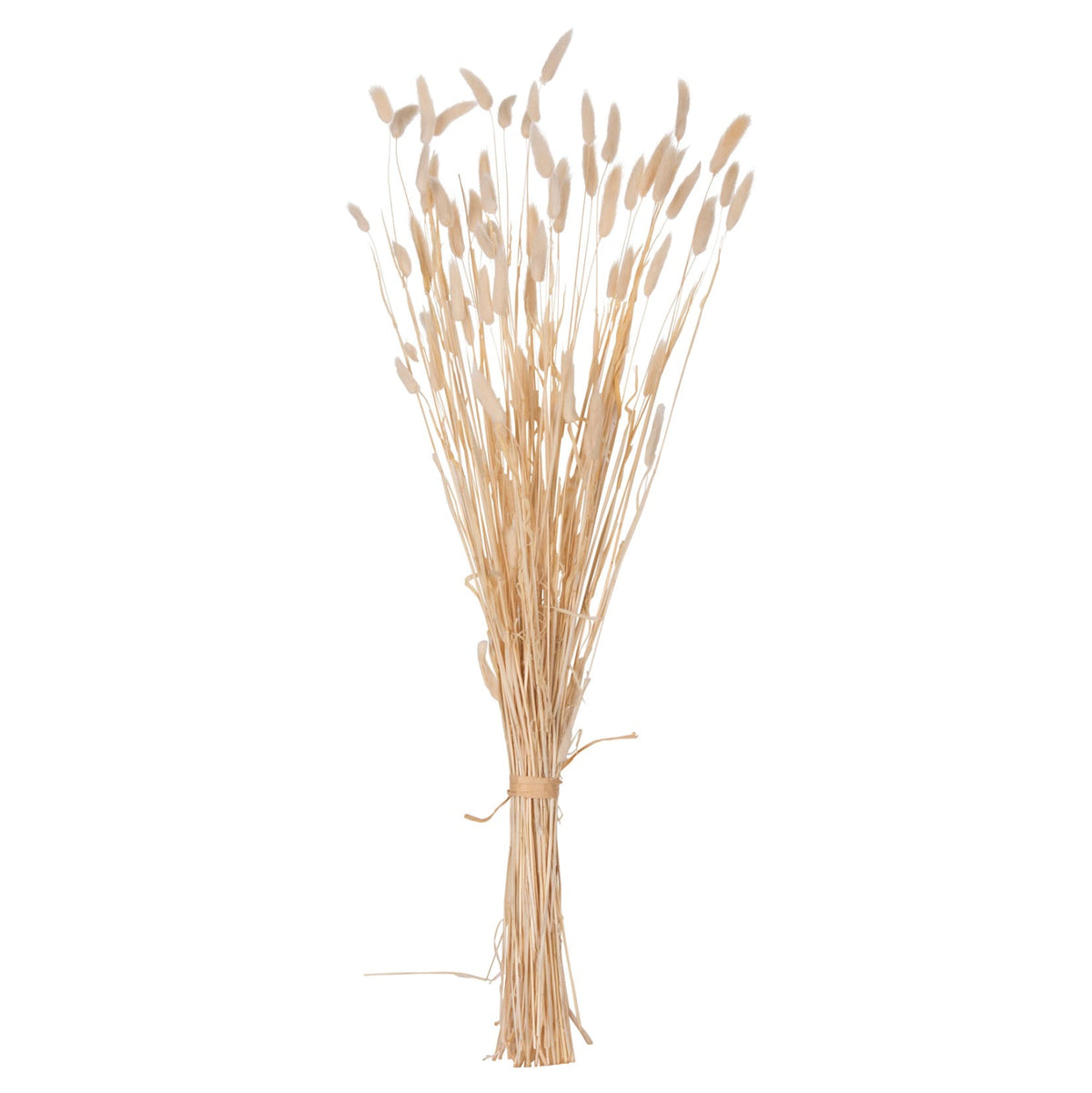 Buchet flori uscate NANSI BOUQUET din coadă de iepure, crem, înălțime 76 cm